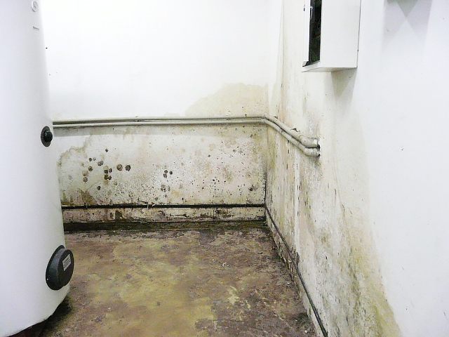 Стіни підсобних приміщень у сумській «Казці» цвітуть не гірше, ніж у квартирах, березень 2010 року