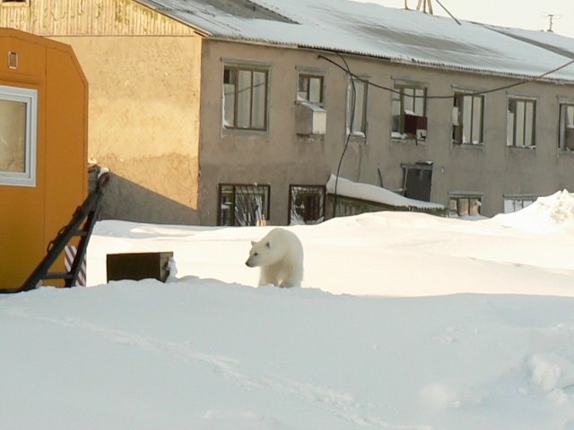В Росії ведмеді на вулицях — не рідкість. Принаймні на Ямалі.