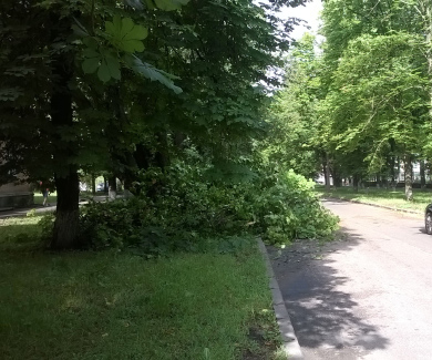Дерево, що впало по вулиці Лідова