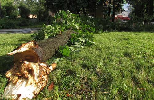 Повалене дерево на повороті з вул. Лідова до вул. Р.Люксембург