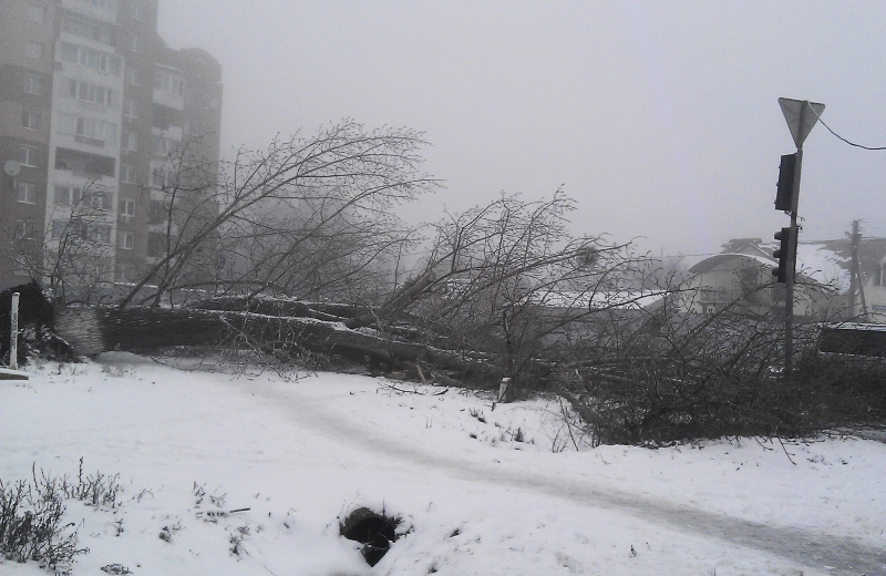 Упавшее дерево на перекресте улиц Грушевского и Киевского шоссе