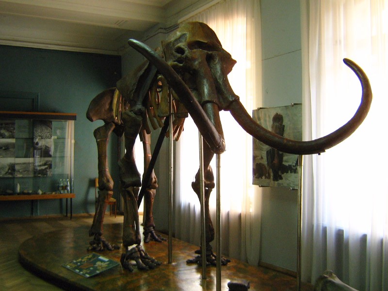 Мамонт у Краєзнавчому музеї Полтави