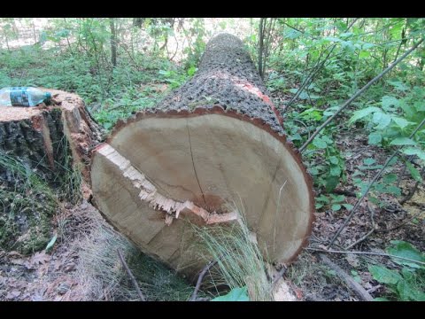В Полтаве варварски уничтожают и вывозят 200-летние дубы