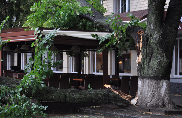 На летнюю площадку New York Pizza упала большая ветка дерева
