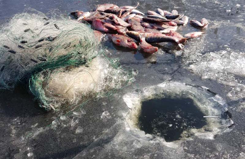 Риба та сітки, вилучені у порушників 26 лютого