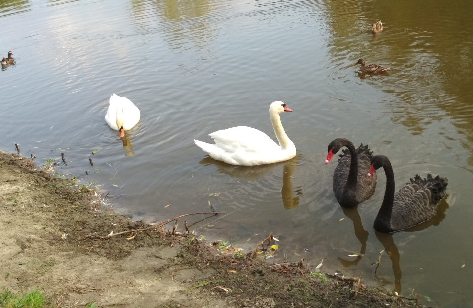 Лебеді та качки-мандаринки повернулися на ставок дендропарку