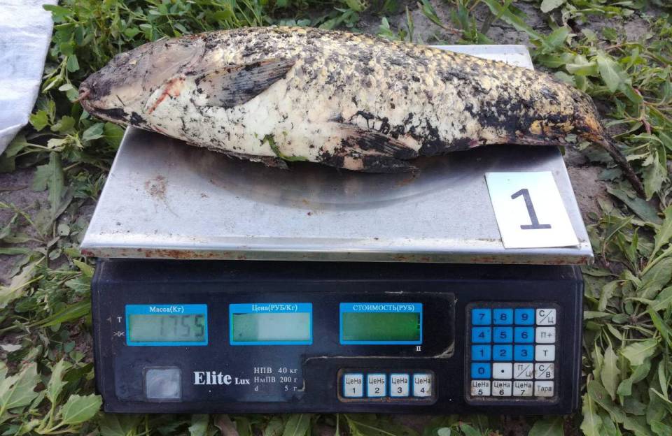 Риба, вилучена у порушників на ставку біля села Удовиченки Зіньківського району Полтавської області