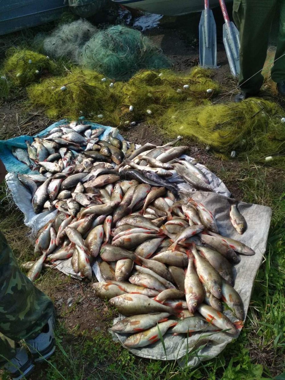 Факт риболовлі 15 червня на території РПЛ «Нижньоворсклянський»