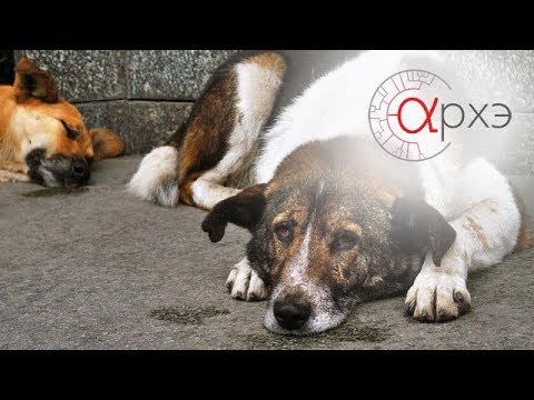 Андрей Тупикин: Бездомные собаки глазами биолога