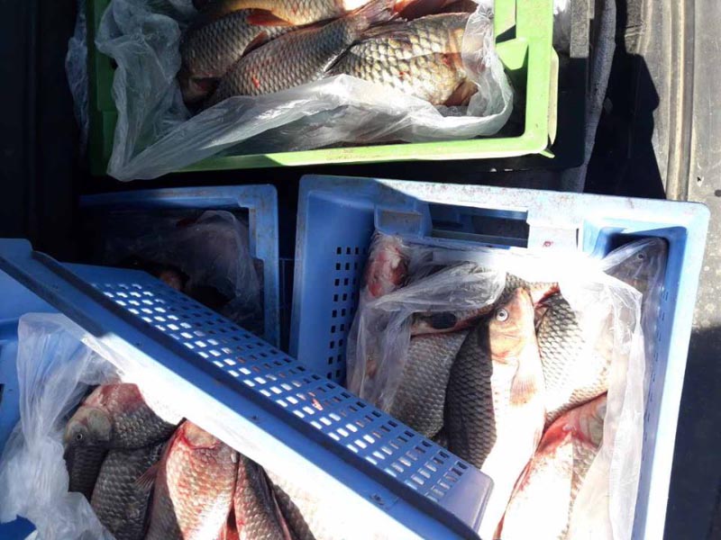 Виявлене порушення правил рибальства
