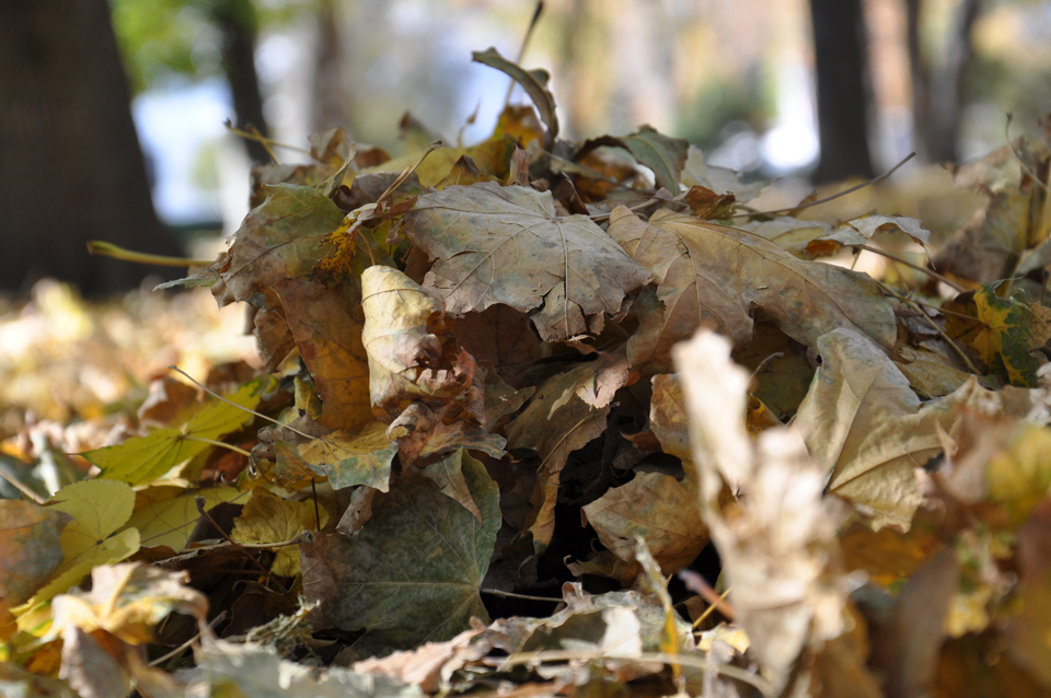 Ковдра з опалого листя накрила землю.