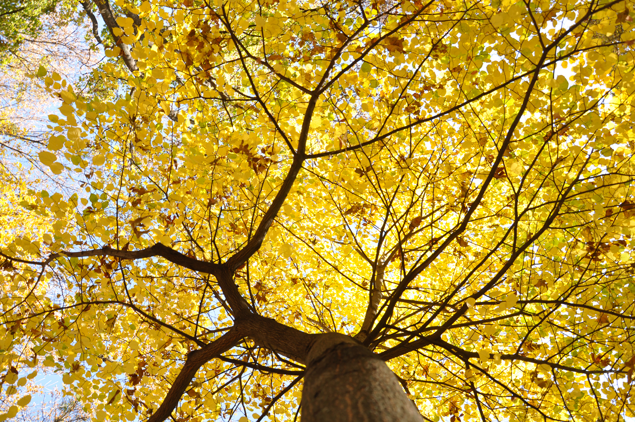 Осінь розлила золото на листочки дерев