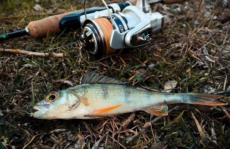 З 1 квітня ва водоймах Полтавщини розпочалась весняно-літня заборона на вилов риби