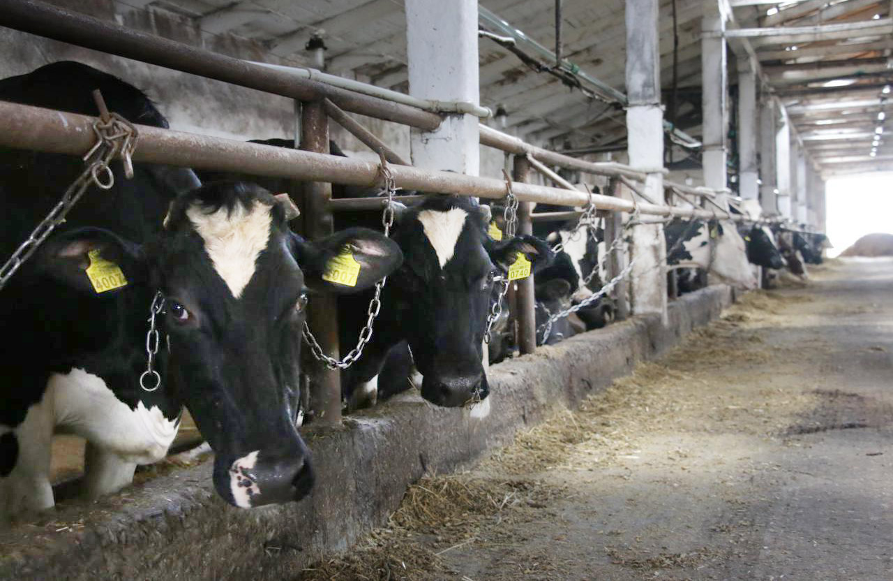 Дійні корови на фермі в Бреусівці