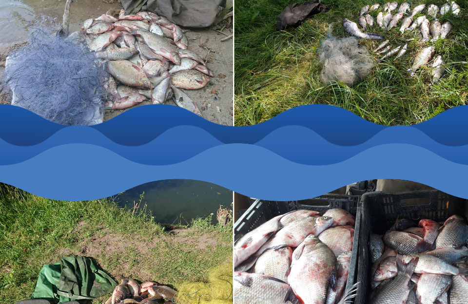 Інспектори Полтавського рибпатруля викрили майже 800 порушень за нерестовий період