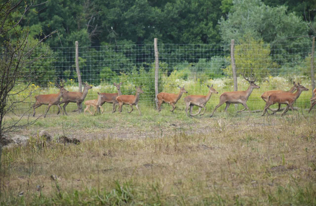У Сапожиному сьогодні відкрили огорожу для переселення 63 благородних оленів та 52 муфлонів