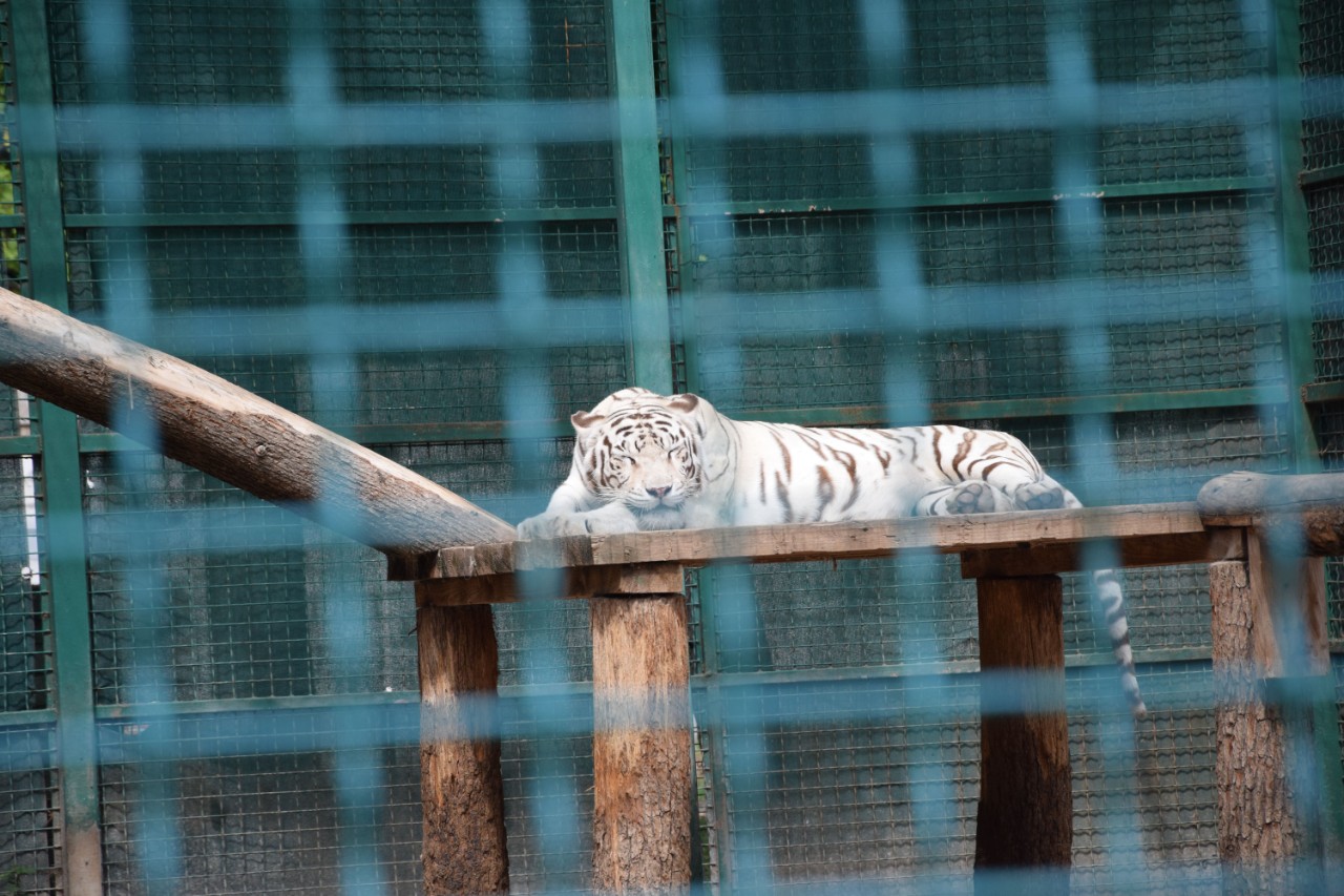 У «Фельдман Екопарку» чимало унікальних тварин, наприклад, білий тигр