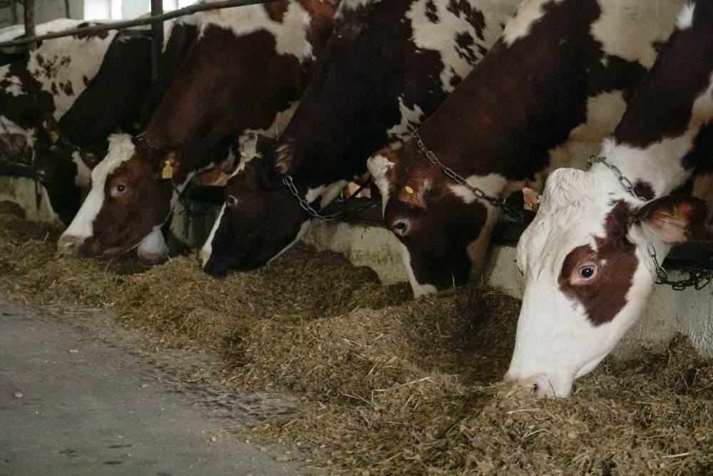 Дійні корови на фермі в Староаврамівці