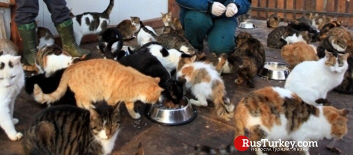 Під час каратину котів-безхатьків необхідно врятувати від голодної смерті.