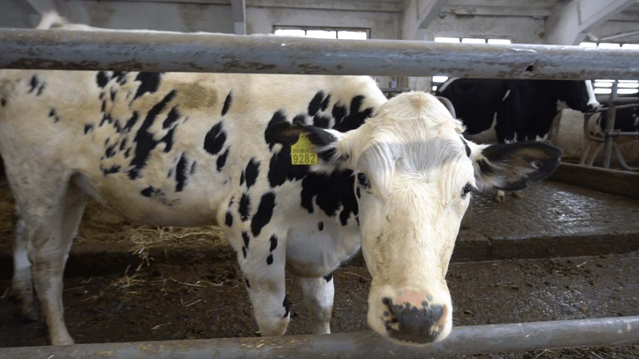На племінному заводі розводять корів української чорно-рябої молочної породи