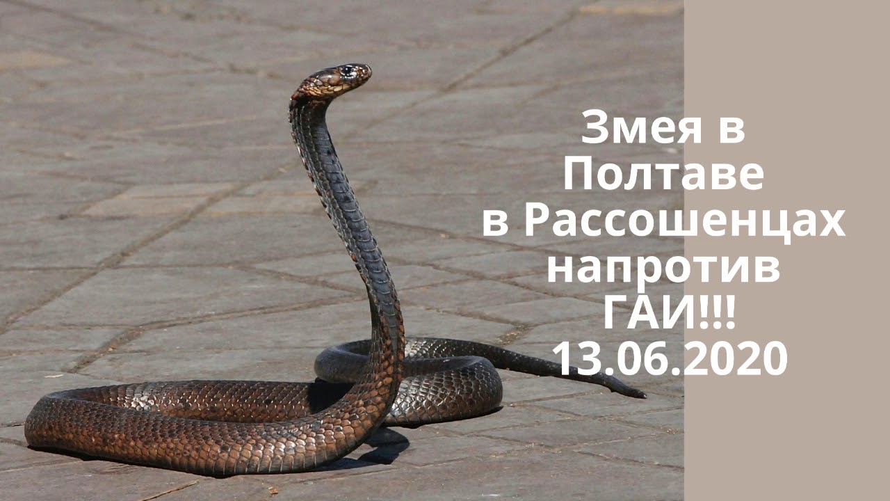Змея в Полтаве в Рассошенцах напротив ГАИ 13.06.2020