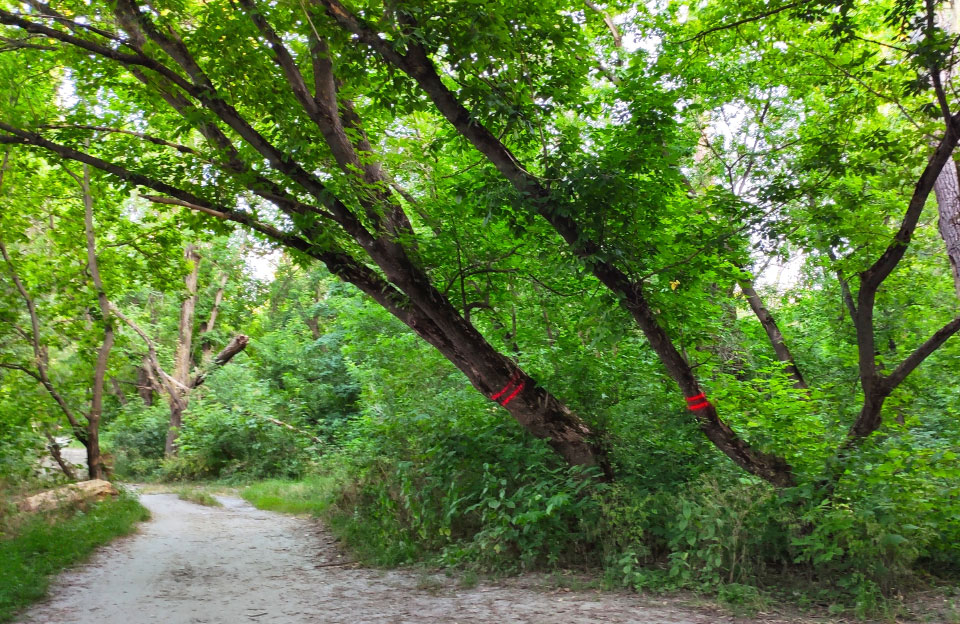 У Прирічковому парку з’явилися помітки на деревах — ці позначки залишили ландшафтні архітектори