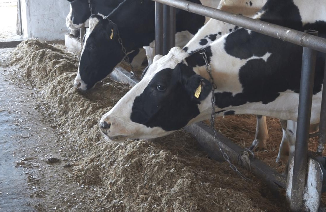 Друга молочно-товарна ферма у селі Чернишівка співпрацює з Яготинським маслозаводом