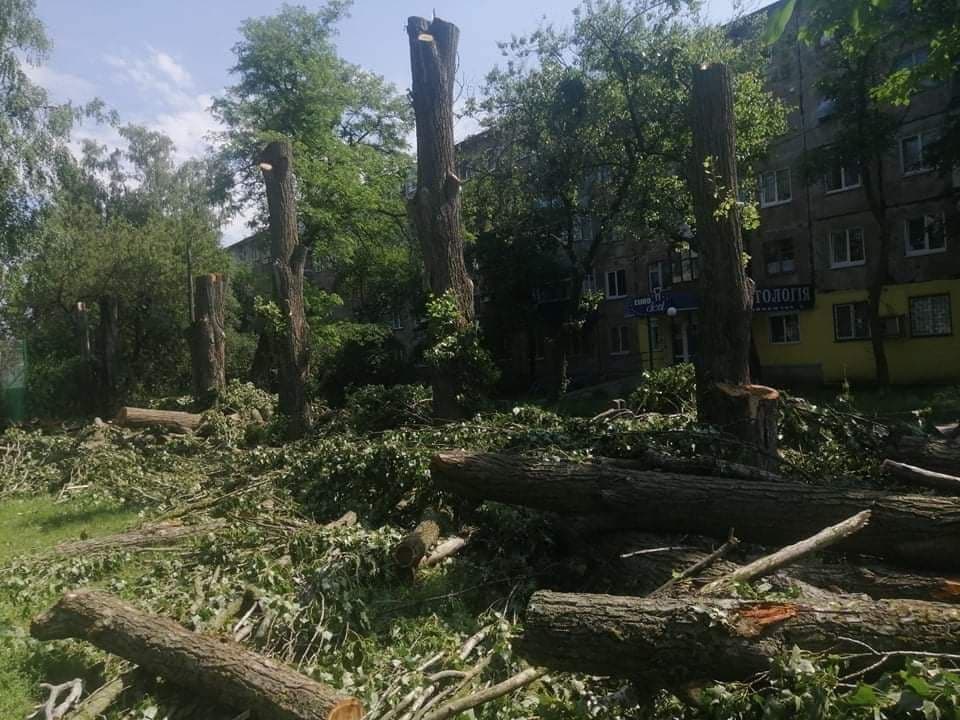 Обрізані дерева на школі 26. Фото: телеграм-канал kolonews