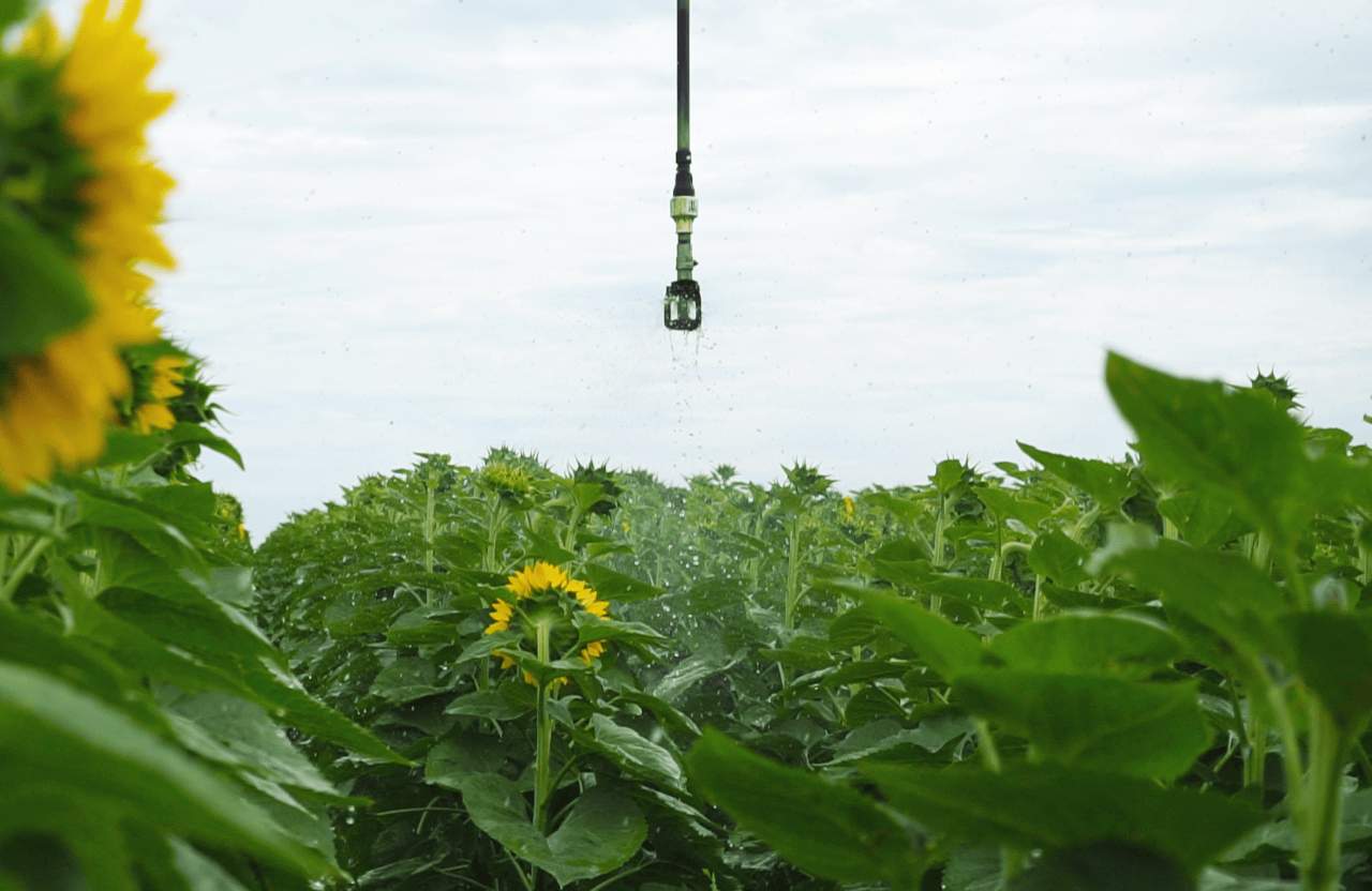 Цьогоріч агрофірма «Полтавазернопродукт» зрошує соняшникові поля