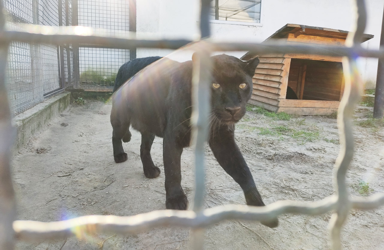 Чорна пантера в «Екопарку Ковалівка»