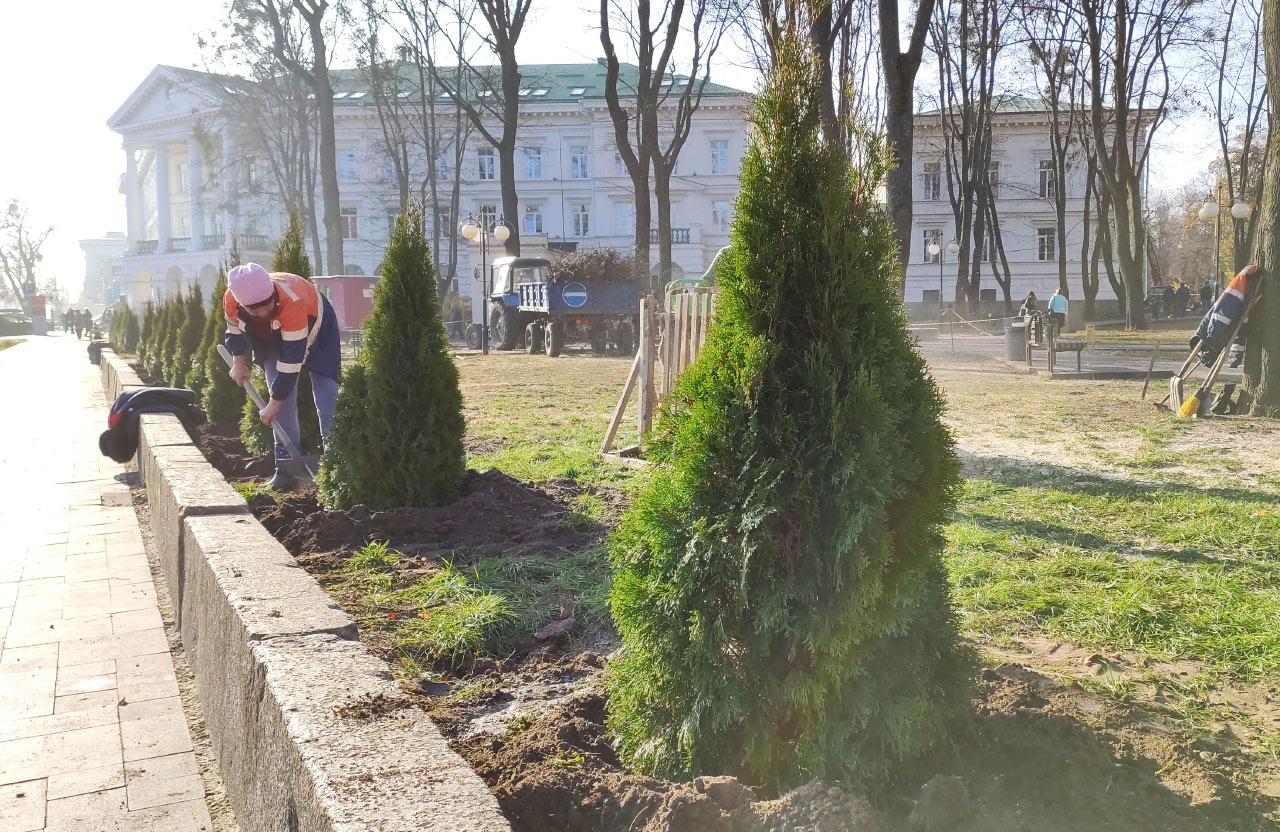 У Студентському сквері Полтави аварійні дерева замінюють на нові туї та ...