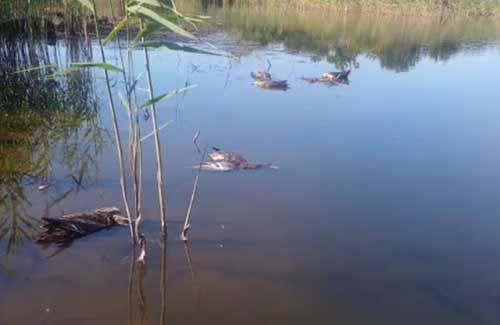 Загиблі птахи на річці Сухий Омельник (скриншот з відео ТРК «Візит»)