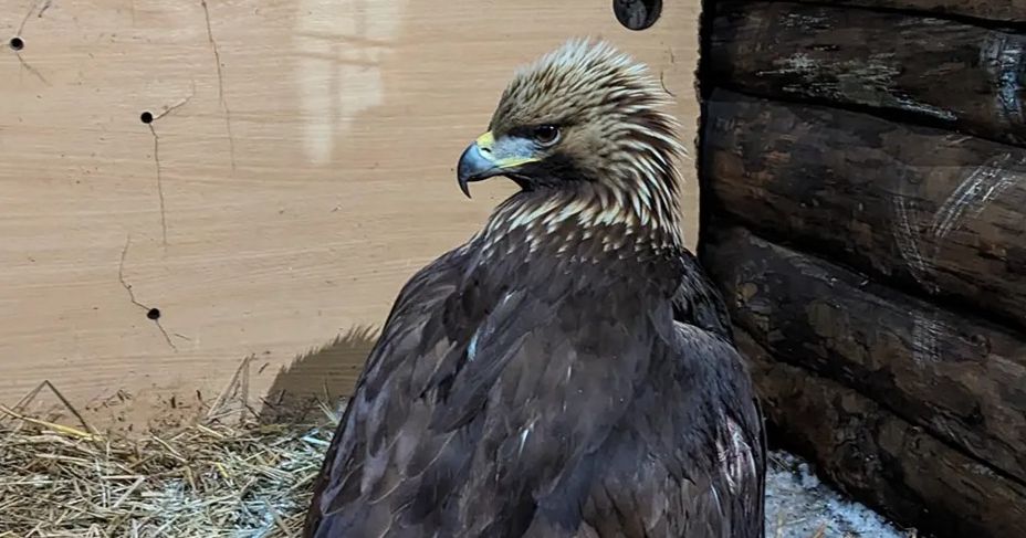 На Полтавщині знайшли пораненого беркута із GPS-передавачем з Фінляндії