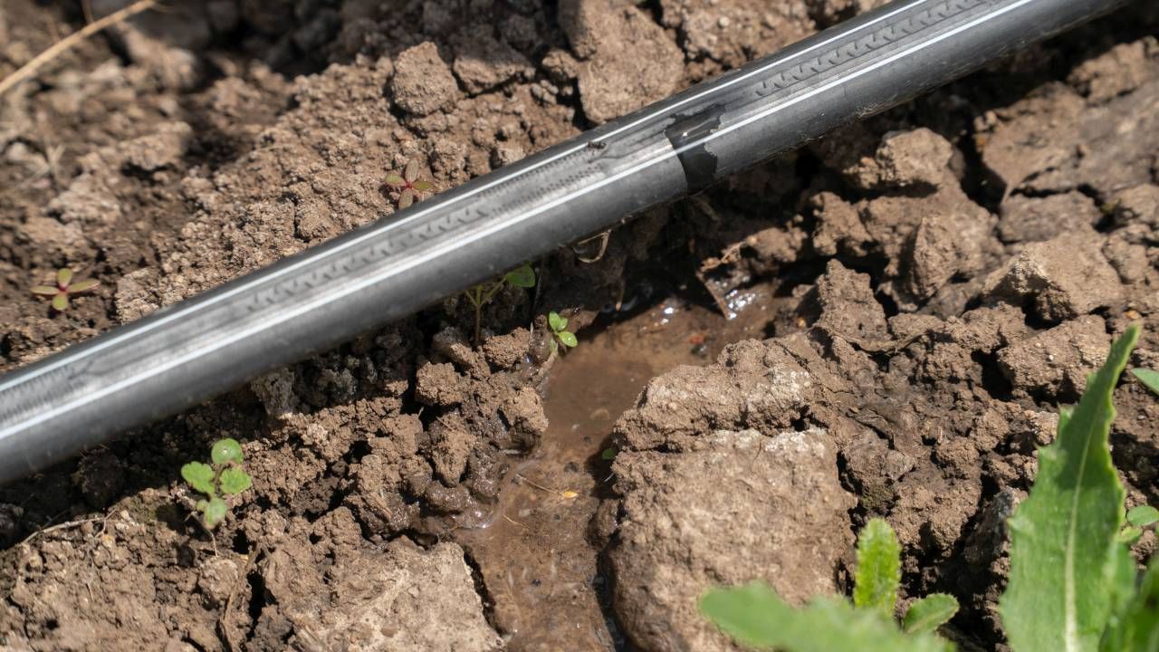 На базі КП «Декоративні культури» впровадили крапельний полив саджанців