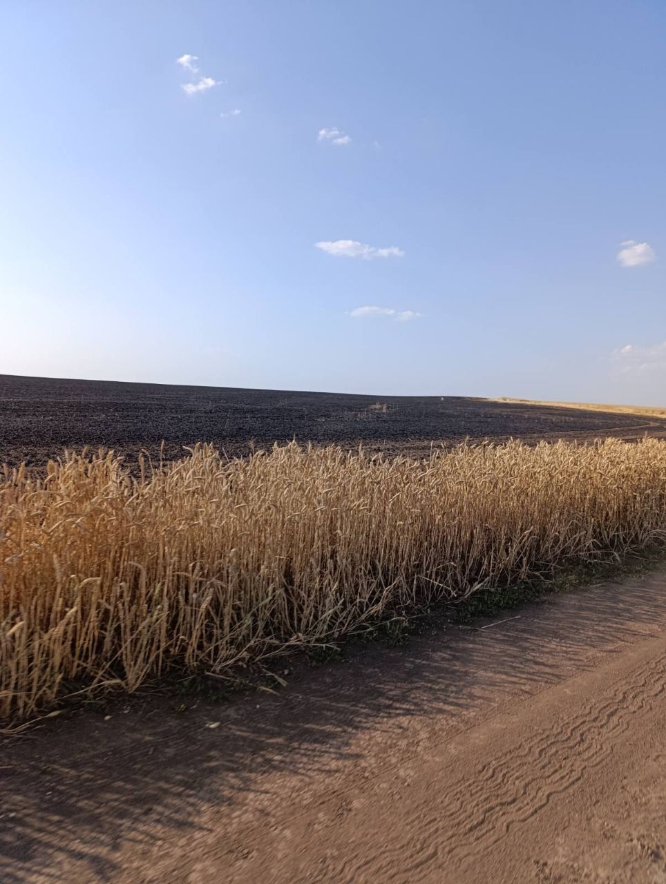 В Абазівці горить велике пшеничне поле: очевидці підозрюють підпал