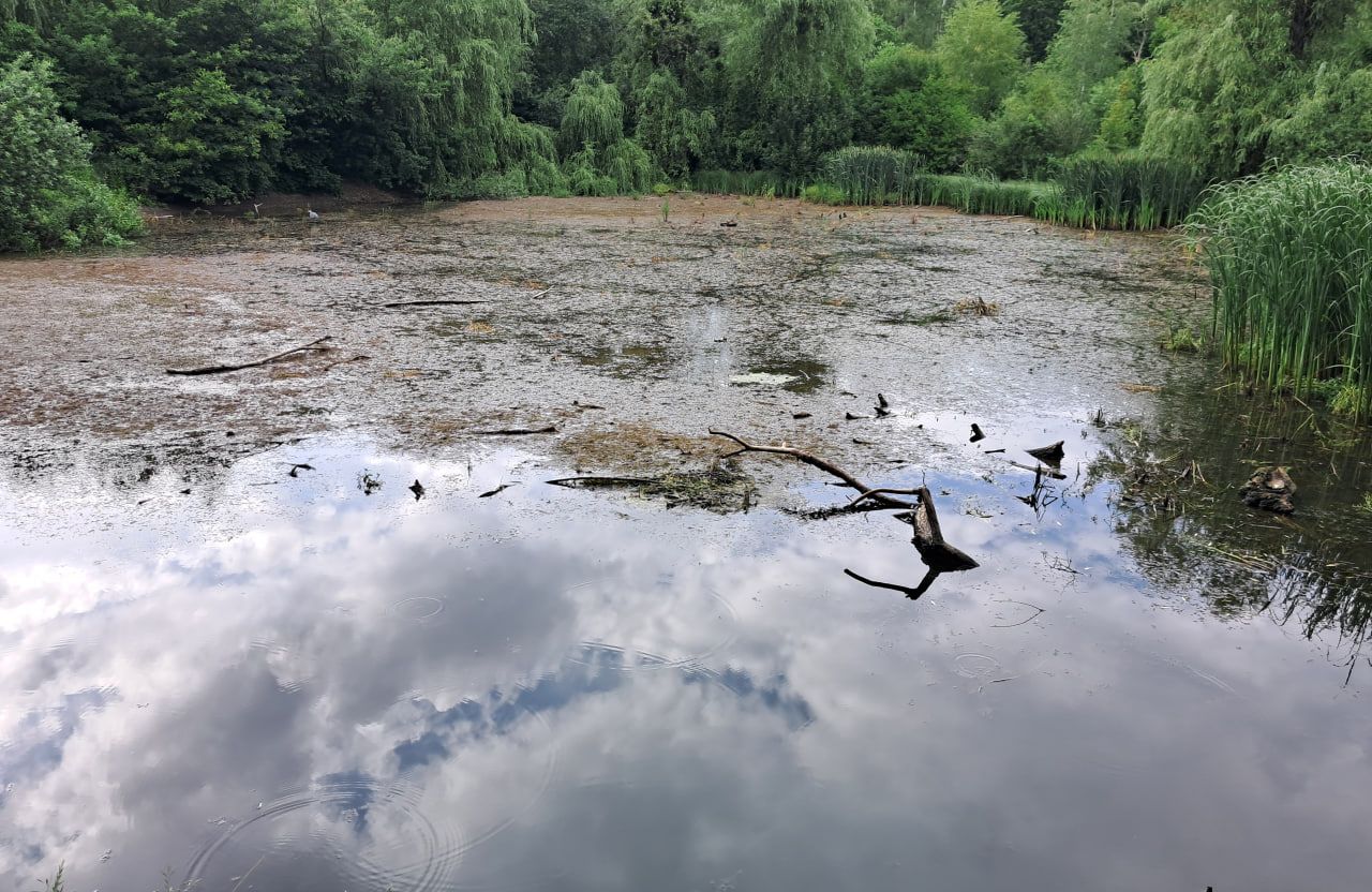 Ставок у Дендропарку