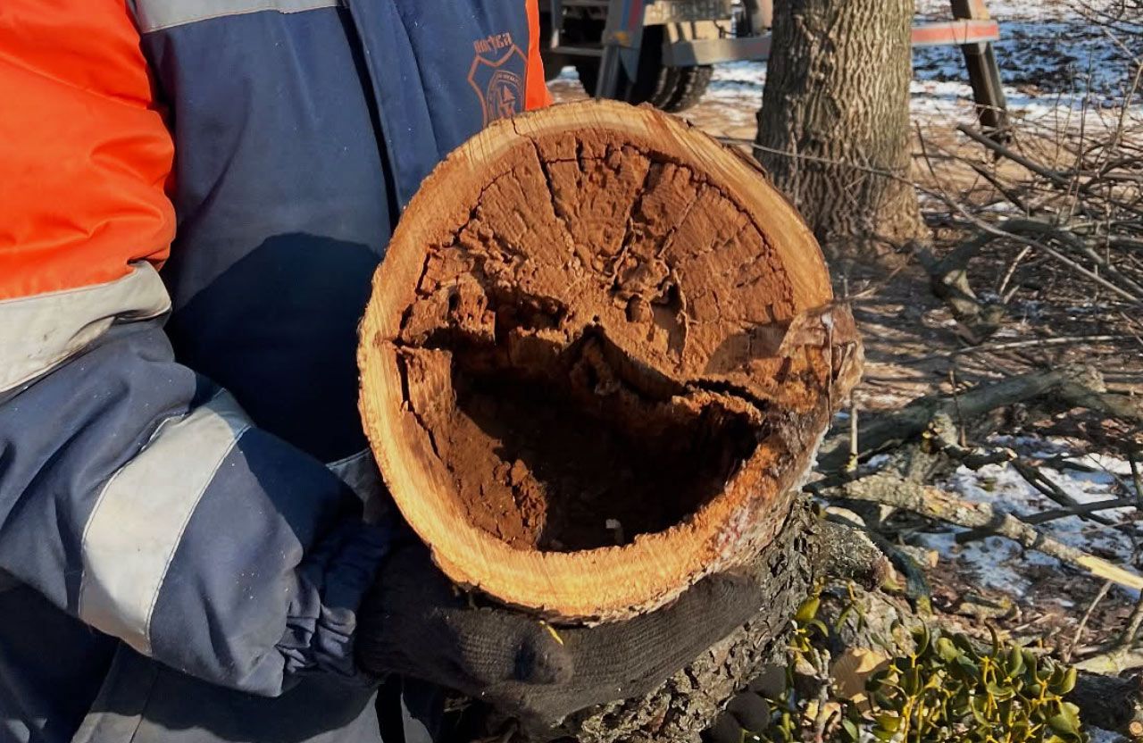 Фото: КП «Декоративні культури»