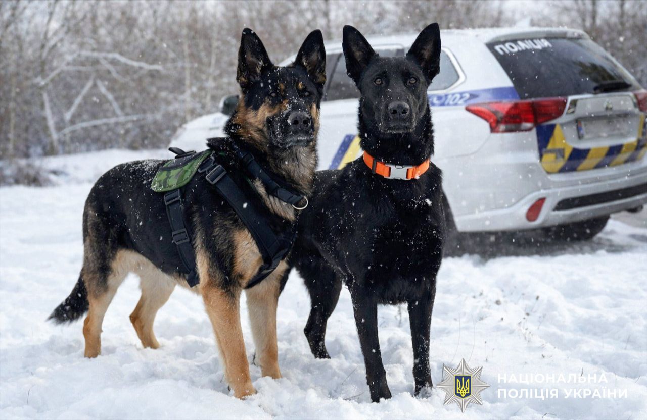 Службові собаки поліції Челсі та Кайдо | Фото: pl.npu.gov.ua