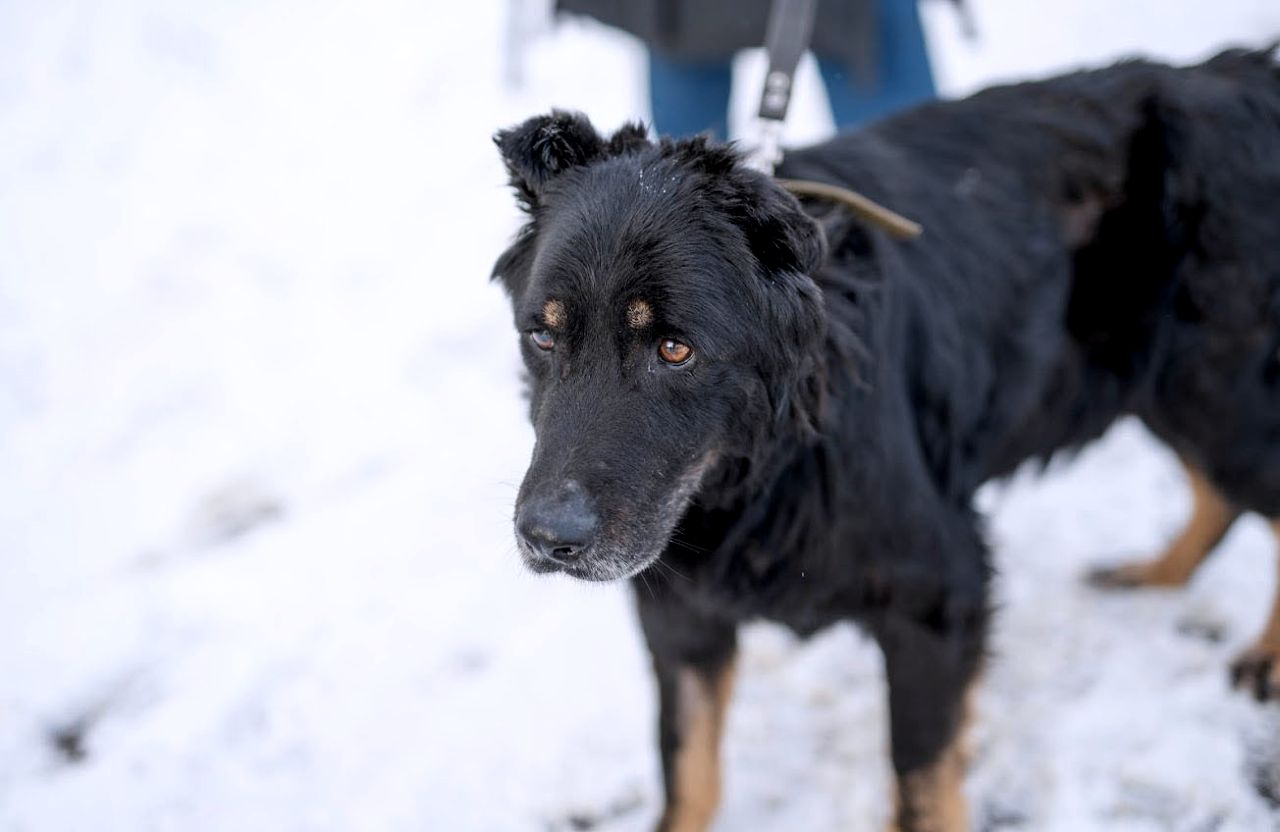 Через морози та відключення світла у Полтаві волонтери просять жителів міста долучитися до допомоги безпритульним тваринам