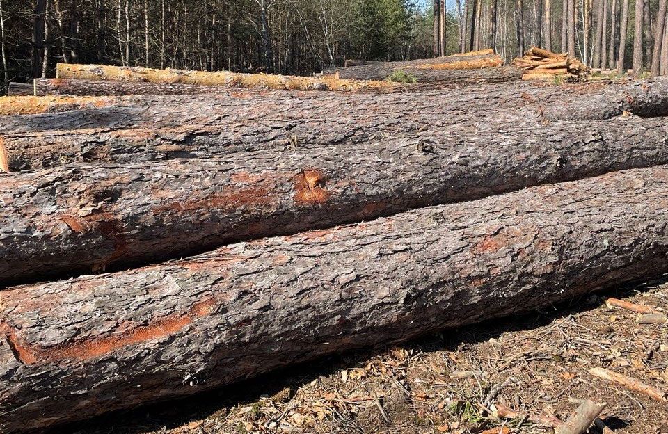 СБУ викрила масштабну схему на продажі державної деревини: поміж інших затримано затримано головного лісівника Полтавщини