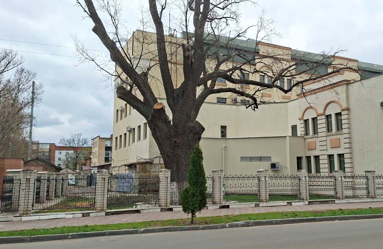 Ботанічна пам’ятка природи місцевого значення «Дуб черешчатий» на вулиці Шевченка, 1 у Полтаві | Фото: Андрій Конюк