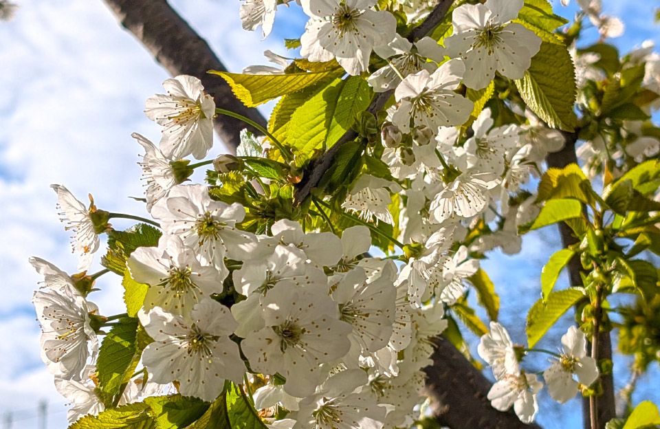 Погода у Полтаві: прогноз на 27 квітня — 1 травня