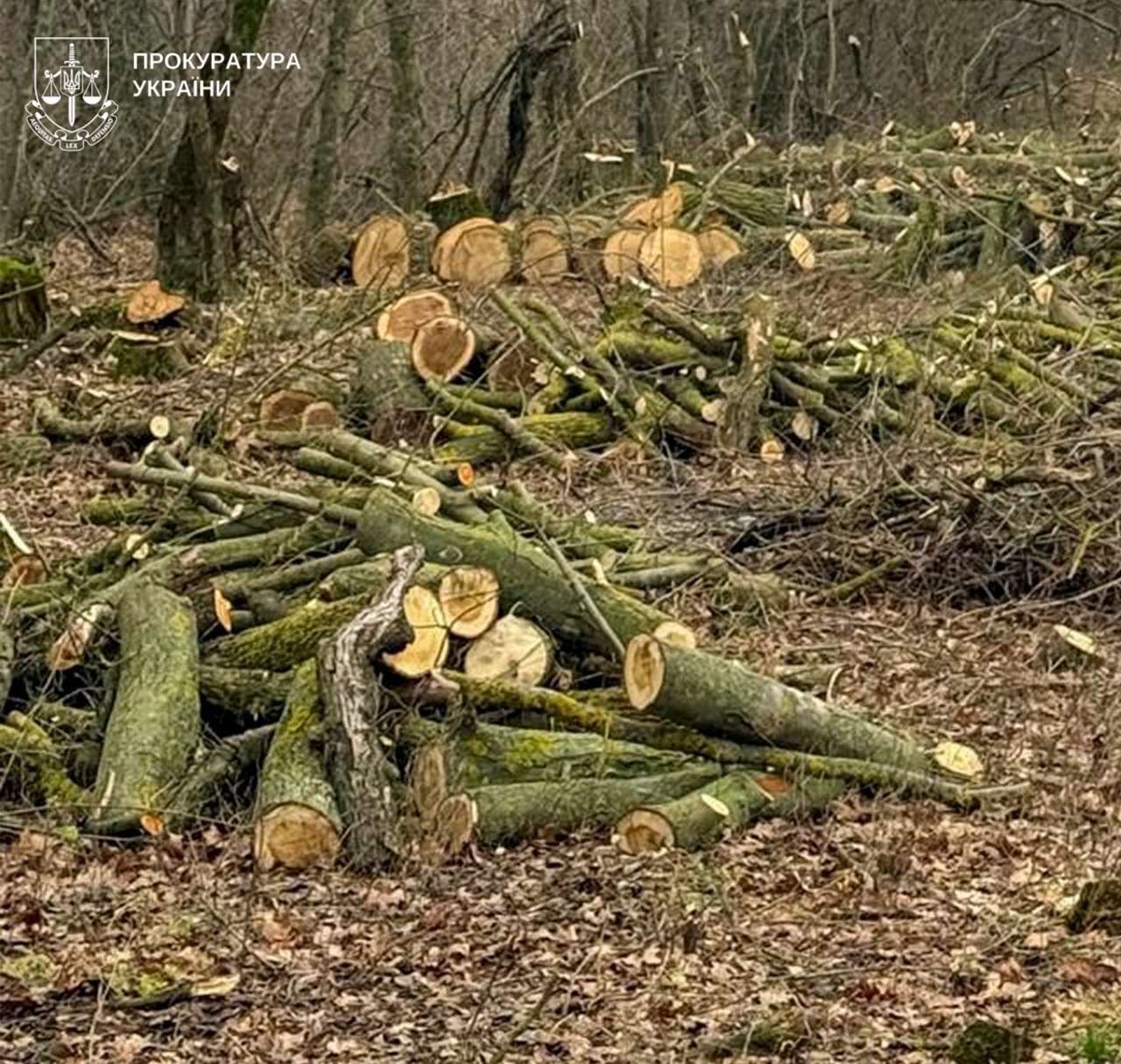На Полтавщині судитимуть «чорних лісорубів» та лісничого, які вирубали дерев на понад 5,7 млн грн