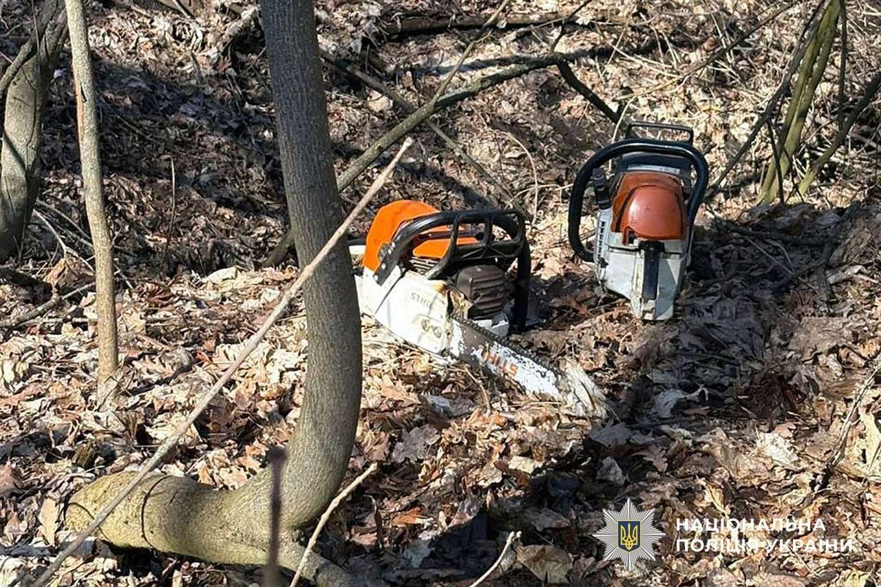 На Полтавщині судитимуть «чорних лісорубів» та лісничого, які вирубали дерев на понад 5,7 млн грн