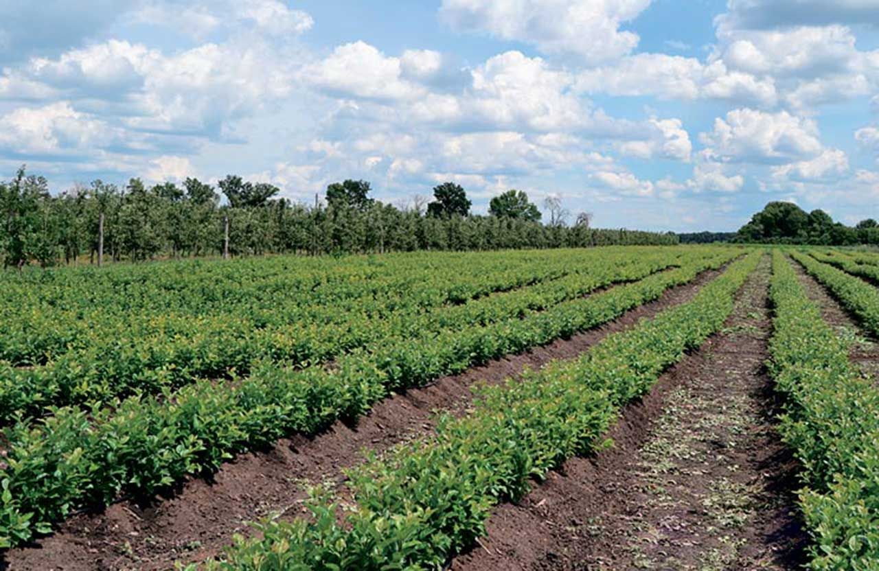 Фото: agrotimes.ua